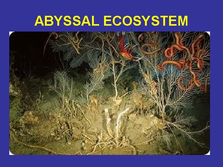 ABYSSAL ECOSYSTEM 