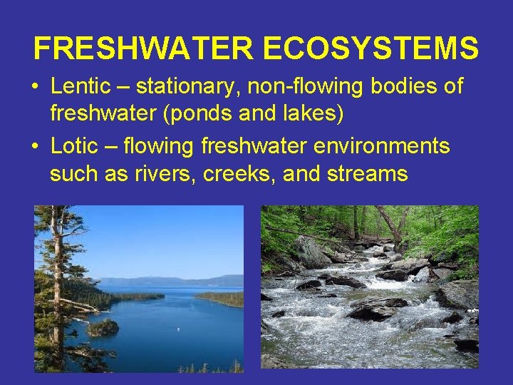 FRESHWATER ECOSYSTEMS • Lentic – stationary, non-flowing bodies of freshwater (ponds and lakes) •