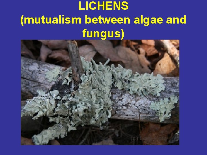 LICHENS (mutualism between algae and fungus) 