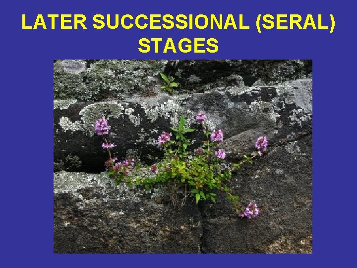 LATER SUCCESSIONAL (SERAL) STAGES 