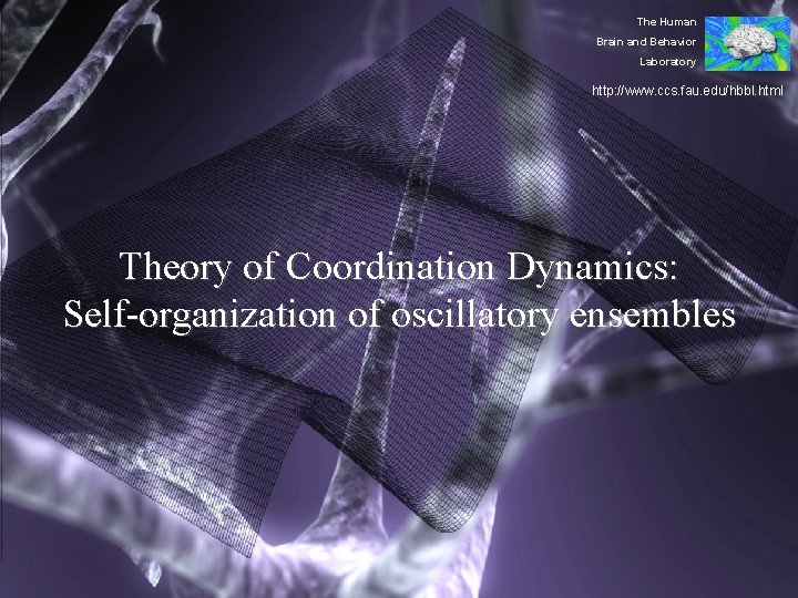 The Human Brain and Behavior Laboratory http: //www. ccs. fau. edu/hbbl. html Theory of