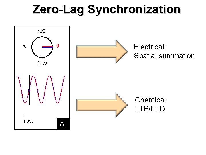 Zero-Lag Synchronization p/2 p 0 3 p/2 0 msec Electrical: Spatial summation Chemical: LTP/LTD