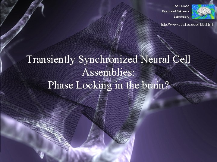 The Human Brain and Behavior Laboratory http: //www. ccs. fau. edu/hbbl. html Transiently Synchronized
