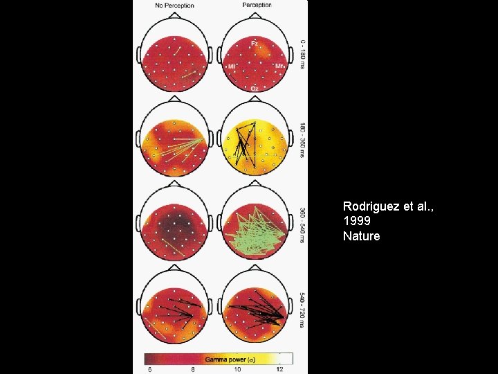 Rodriguez et al. , 1999 Nature 