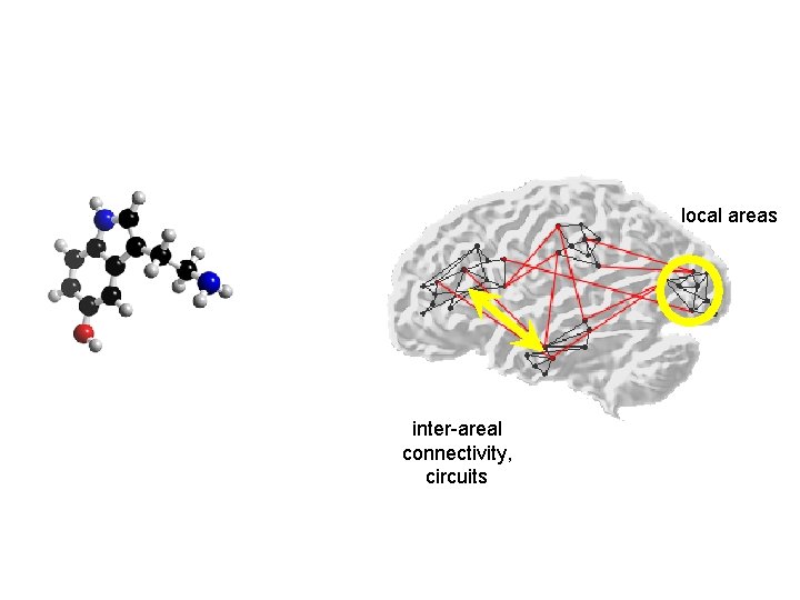 local areas inter-areal connectivity, circuits 