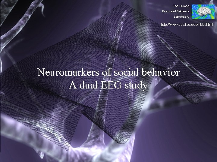 The Human Brain and Behavior Laboratory http: //www. ccs. fau. edu/hbbl. html Neuromarkers of