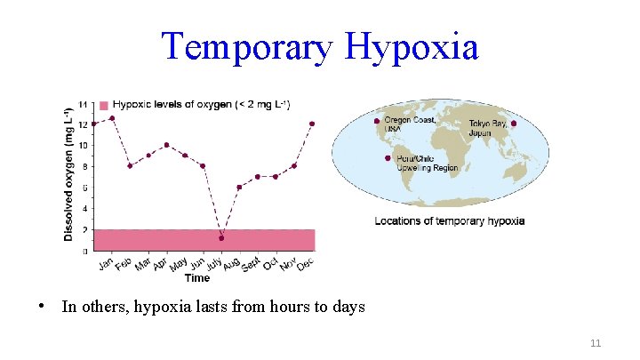 Temporary Hypoxia • In others, hypoxia lasts from hours to days 11 