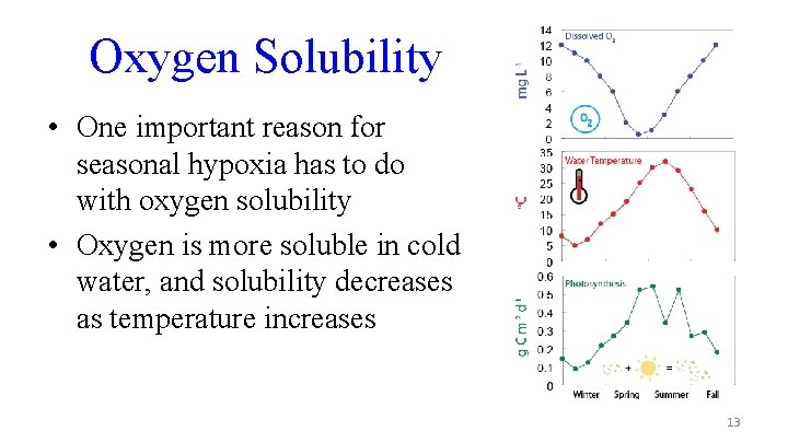 Oxygen Solubility • One important reason for seasonal hypoxia has to do with oxygen
