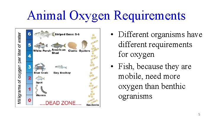 Animal Oxygen Requirements • Different organisms have different requirements for oxygen • Fish, because