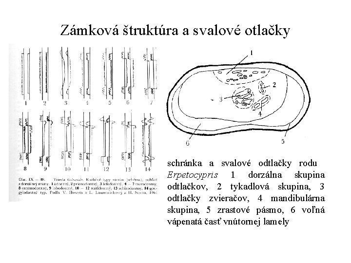 Zámková štruktúra a svalové otlačky schránka a svalové odtlačky rodu Erpetocypris 1 dorzálna skupina