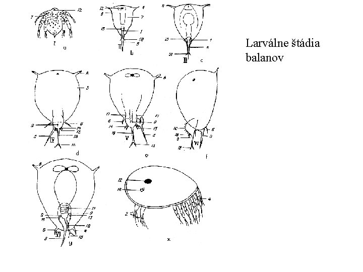 Larválne štádia balanov 