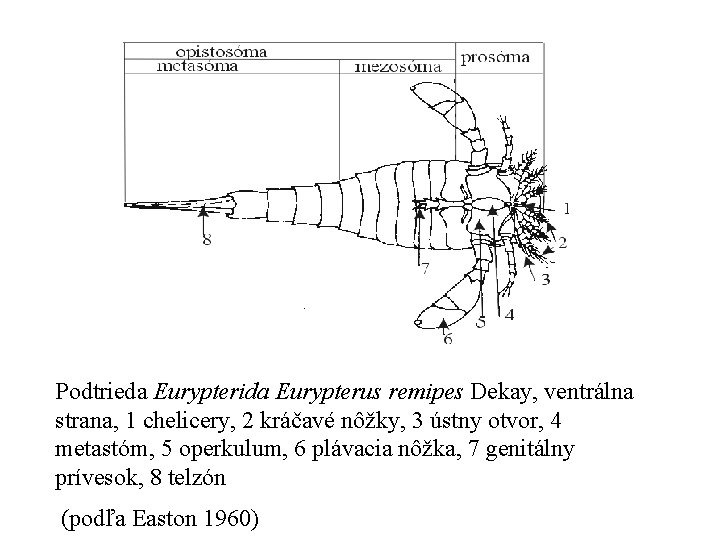 Podtrieda Eurypterida Eurypterus remipes Dekay, ventrálna strana, 1 chelicery, 2 kráčavé nôžky, 3 ústny