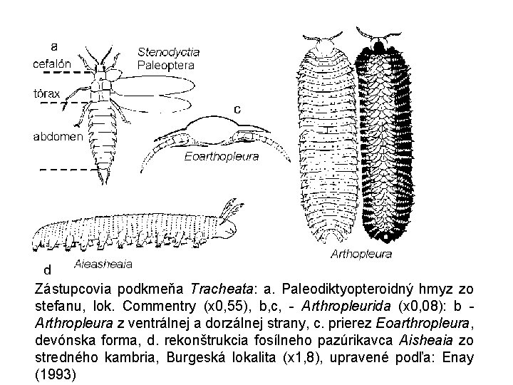 Zástupcovia podkmeňa Tracheata: a. Paleodiktyopteroidný hmyz zo stefanu, lok. Commentry (x 0, 55), b,