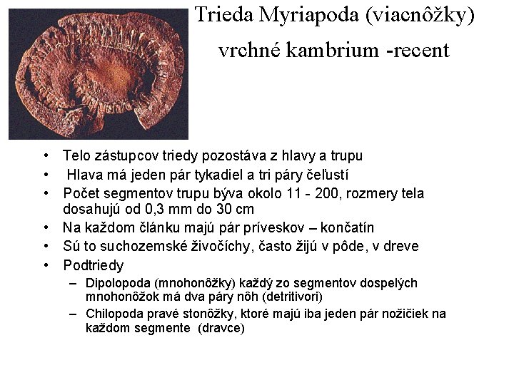 Trieda Myriapoda (viacnôžky) vrchné kambrium -recent • Telo zástupcov triedy pozostáva z hlavy a