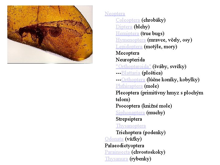 Neoptera Coleoptera (chrobáky) Diptera (blchy) Hemiptera (true bugs) Hymenoptera (mravce, včely, osy) Lepidoptera (motýle,