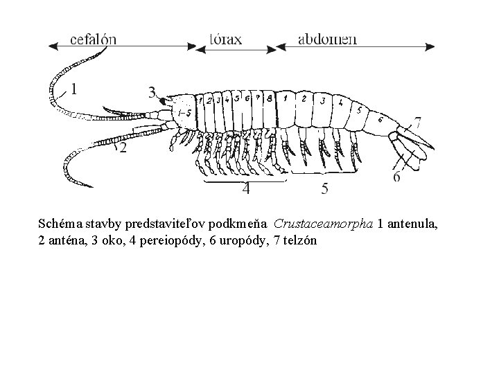 Schéma stavby predstaviteľov podkmeňa Crustaceamorpha 1 antenula, 2 anténa, 3 oko, 4 pereiopódy, 6