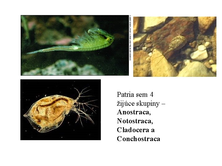 Patria sem 4 žijúce skupiny – Anostraca, Notostraca, Cladocera a Conchostraca 