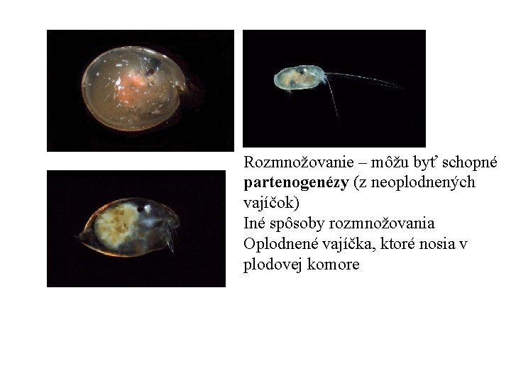 Rozmnožovanie – môžu byť schopné partenogenézy (z neoplodnených vajíčok) Iné spôsoby rozmnožovania Oplodnené vajíčka,