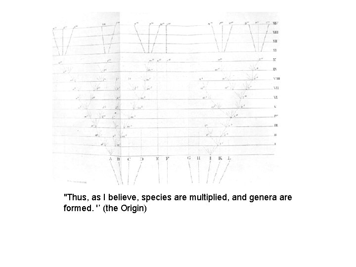 "Thus, as I believe, species are multiplied, and genera are formed. '’ (the Origin)