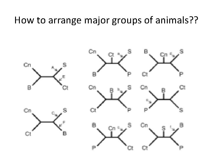 How to arrange major groups of animals? ? 