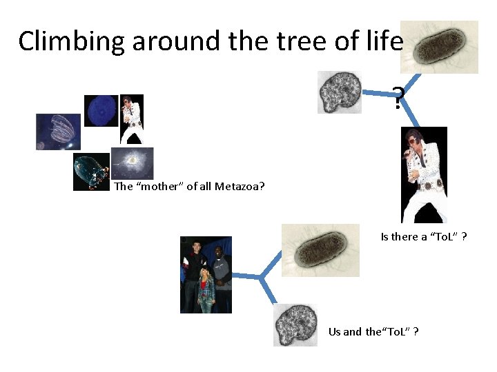 Climbing around the tree of life ? The “mother” of all Metazoa? Is there