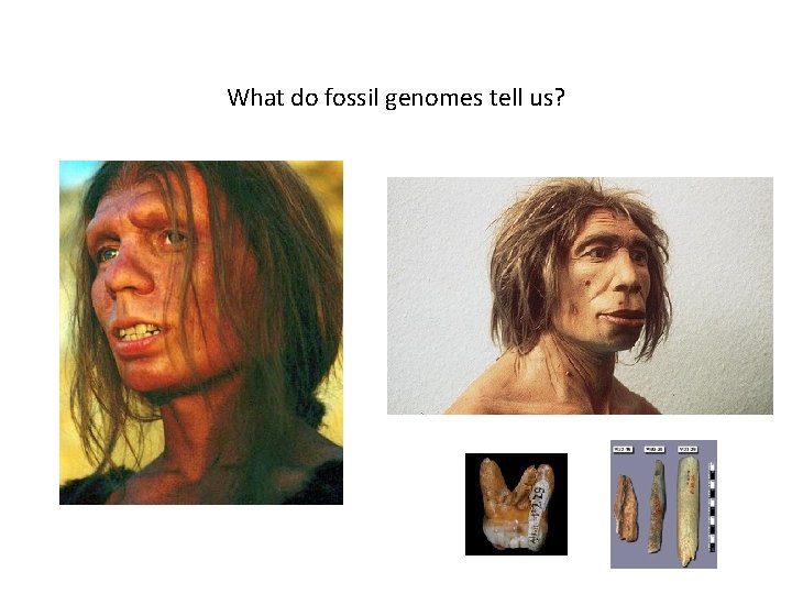 What do fossil genomes tell us? 