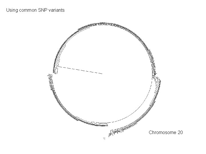 Using common SNP variants Y chromosome X chromosome Chromosome 20 