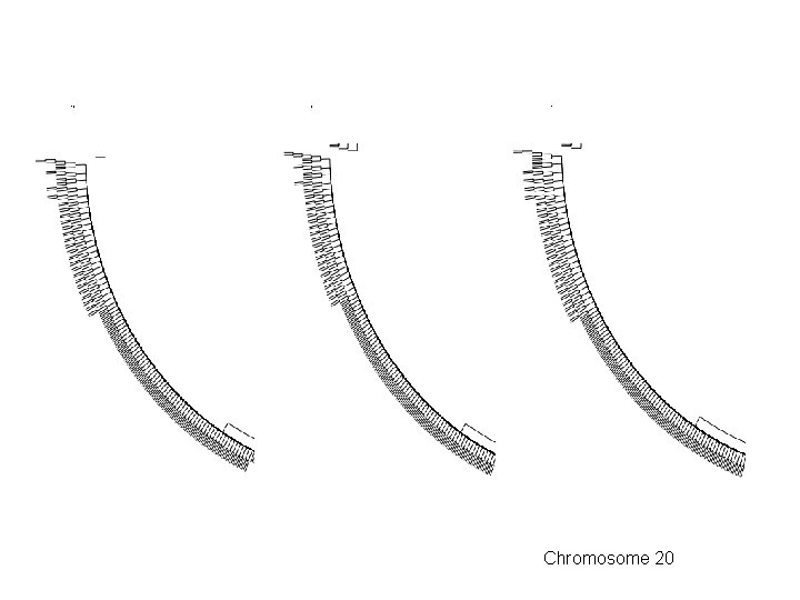 10 5 1 Chromosome 20 