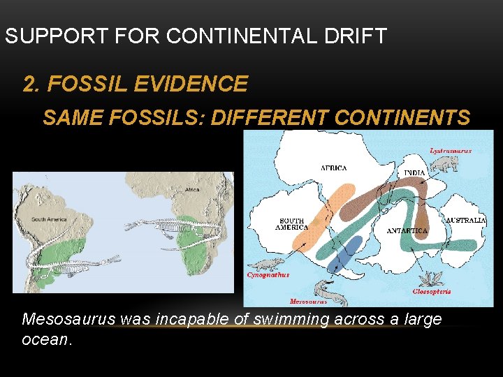 SUPPORT FOR CONTINENTAL DRIFT 2. FOSSIL EVIDENCE SAME FOSSILS: DIFFERENT CONTINENTS Mesosaurus was incapable