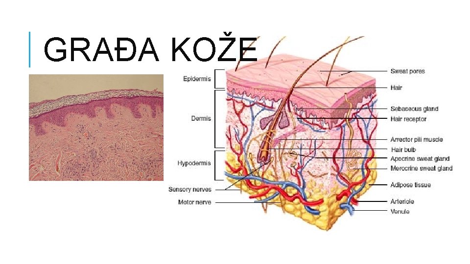 GRAĐA KOŽE 