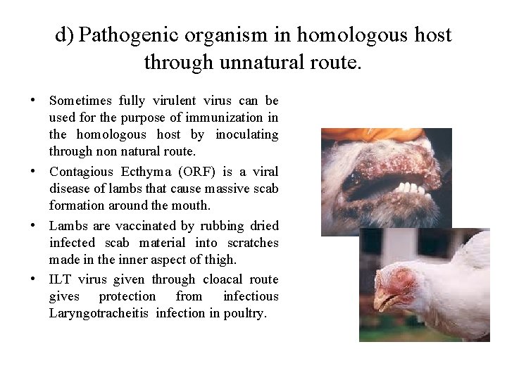 d) Pathogenic organism in homologous host through unnatural route. • Sometimes fully virulent virus