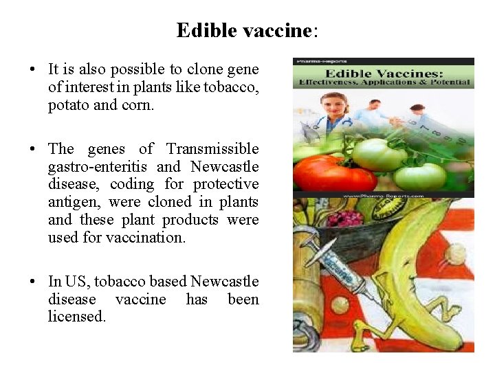 Edible vaccine: • It is also possible to clone gene of interest in plants