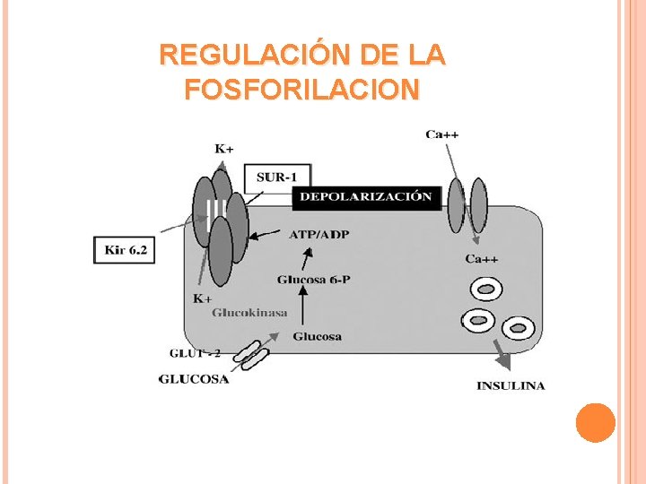 REGULACIÓN DE LA FOSFORILACION 