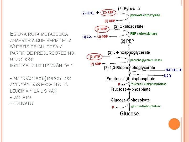 ES UNA RUTA METABÓLICA ANAEROBIA QUE PERMITE LA SÍNTESIS DE GLUCOSA A PARTIR DE