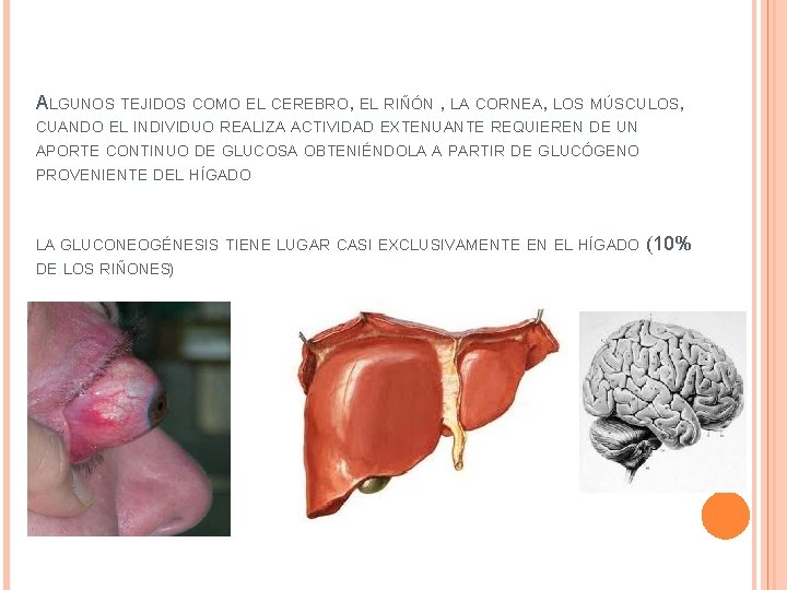ALGUNOS TEJIDOS COMO EL CEREBRO, EL RIÑÓN , LA CORNEA, LOS MÚSCULOS, CUANDO EL