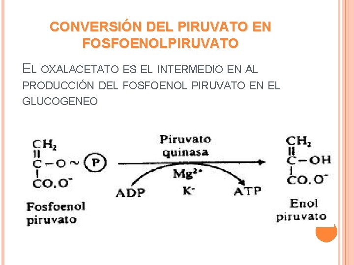 CONVERSIÓN DEL PIRUVATO EN FOSFOENOLPIRUVATO EL OXALACETATO ES EL INTERMEDIO EN AL PRODUCCIÓN DEL