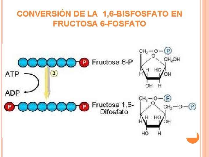 CONVERSIÓN DE LA 1, 6 -BISFOSFATO EN FRUCTOSA 6 -FOSFATO 