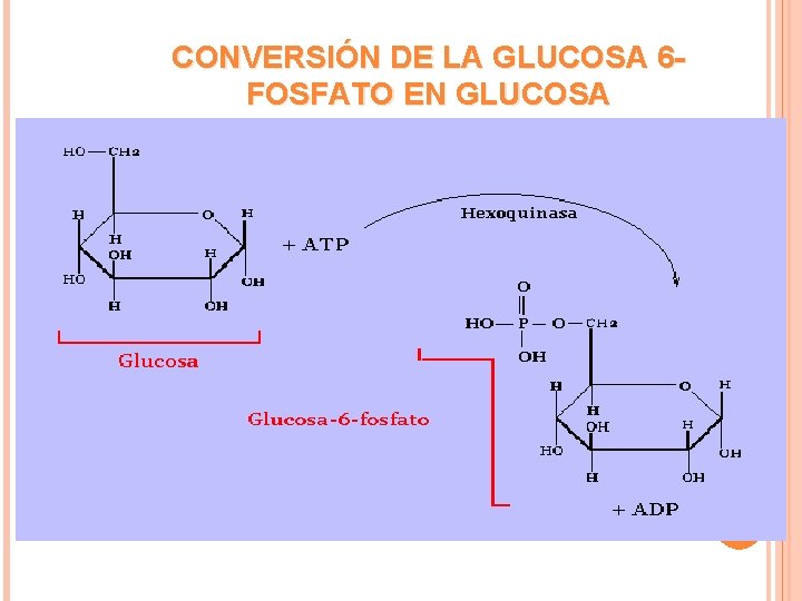 CONVERSIÓN DE LA GLUCOSA 6 FOSFATO EN GLUCOSA 
