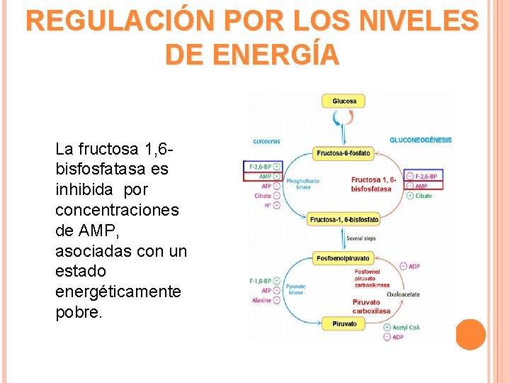 REGULACIÓN POR LOS NIVELES DE ENERGÍA La fructosa 1, 6 bisfosfatasa es inhibida por