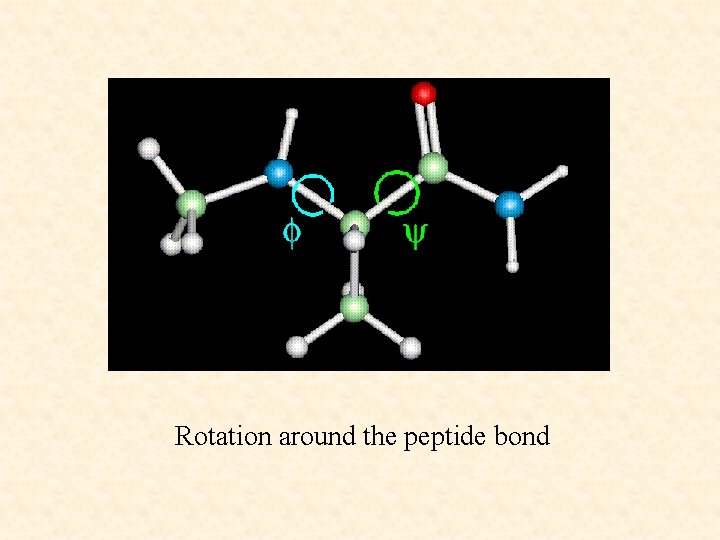 Rotation around the peptide bond 