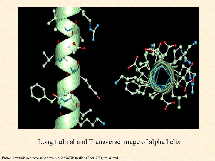 Longitudinal and Transverse image of alpha helix From: http: //bioweb. ncsa. uiuc. edu/~bioph 254/Class-slides/Lect