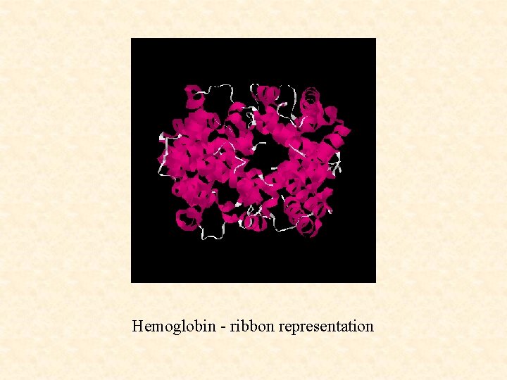 Hemoglobin - ribbon representation 