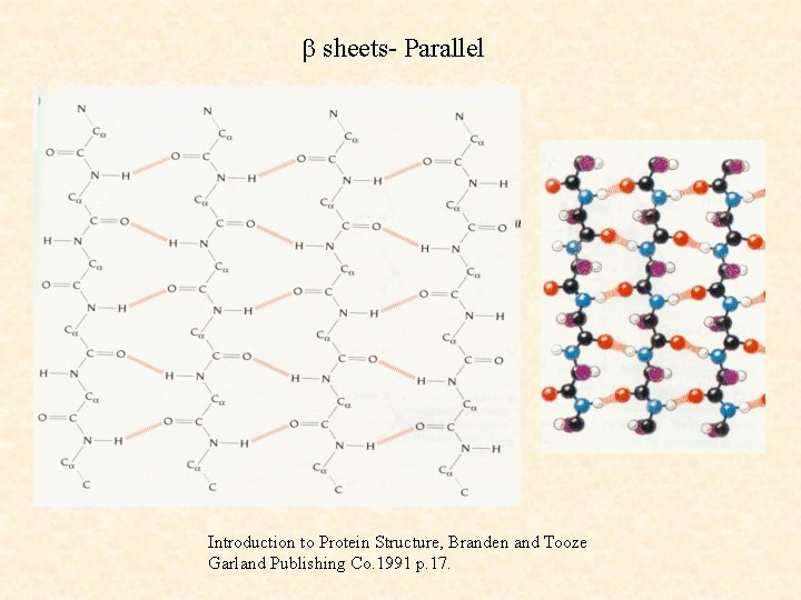 b sheets- Parallel Introduction to Protein Structure, Branden and Tooze Garland Publishing Co. 1991