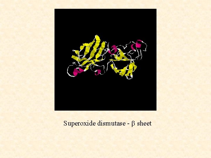 Superoxide dismutase - b sheet 