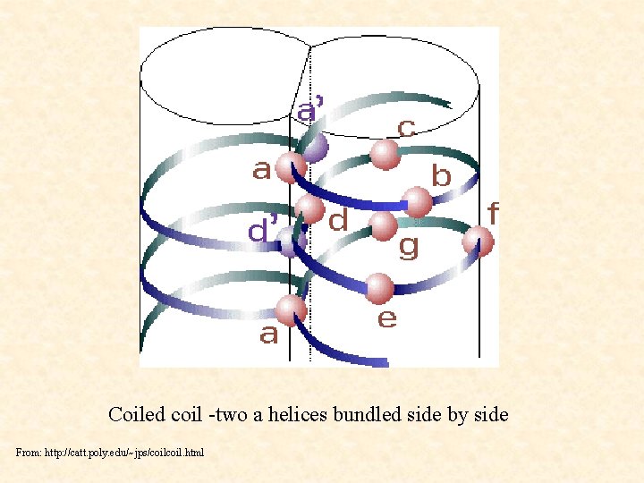 Coiled coil -two a helices bundled side by side From: http: //catt. poly. edu/~jps/coil.