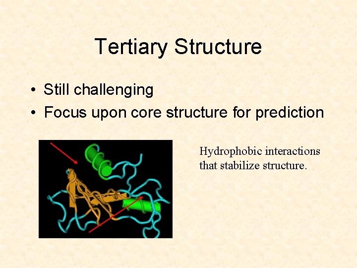 Tertiary Structure • Still challenging • Focus upon core structure for prediction Hydrophobic interactions