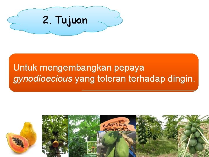 2. Tujuan Untuk mengembangkan pepaya gynodioecious yang toleran terhadap dingin. 