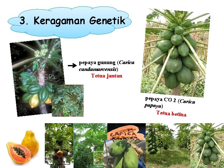 3. Keragaman Genetik pepaya gunung (Carica candamarcensis) Tetua jantan pepaya CO 2 ( Carica