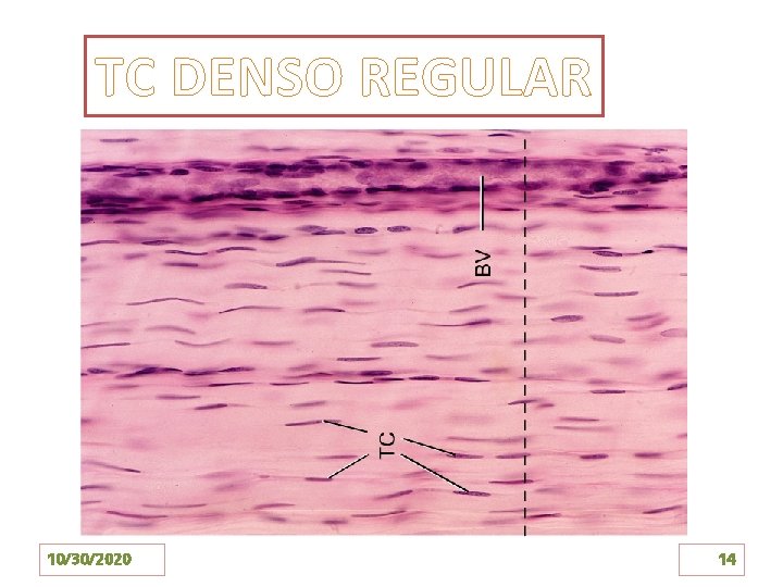 TC DENSO REGULAR 10/30/2020 14 