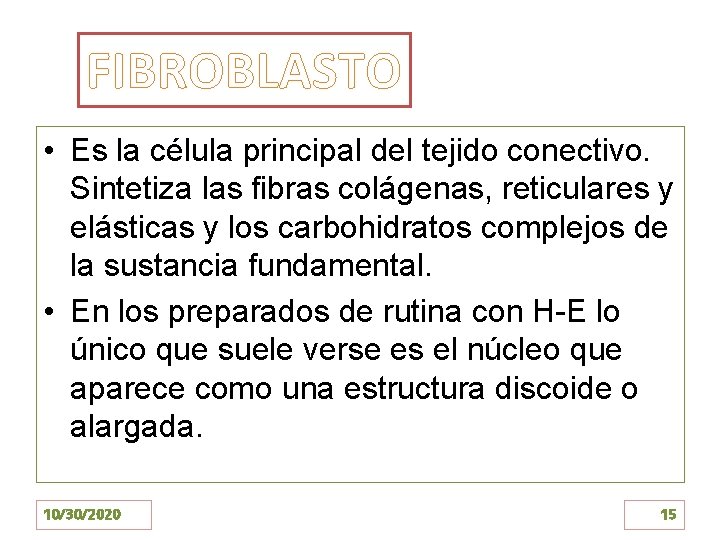 FIBROBLASTO • Es la célula principal del tejido conectivo. Sintetiza las fibras colágenas, reticulares